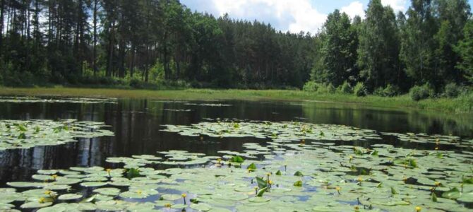 Всесвітній День охорони водно-болотяних угідь!!! Всесвітній День охорони водно-болотяних угідь!!!